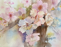 Cherry Blossoms