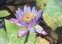 Nymphaea