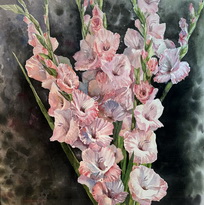 Pink Gladiolus